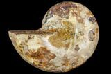 Sliced, Agatized Ammonite Fossil (half) - Jurassic #110741-1